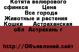 Котята велюрового сфинкса. .. › Цена ­ 15 000 - Все города Животные и растения » Кошки   . Астраханская обл.,Астрахань г.